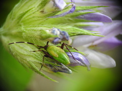 Adelphocoris vandalicus