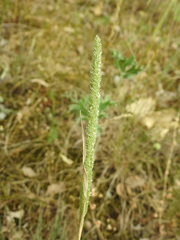 Phleum phleoides