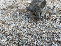 Peromyscus eremicus
