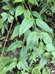 Cyclocodon lancifolius