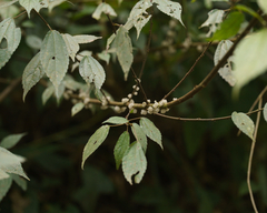 Oreocnide