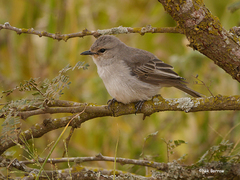 Bradornis microrhynchus