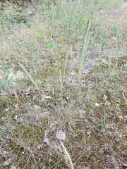 Phleum phleoides