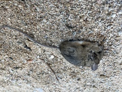 Peromyscus eremicus