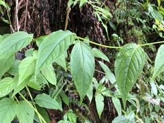 Cyclocodon lancifolius