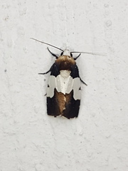 Bryolymnia marginata