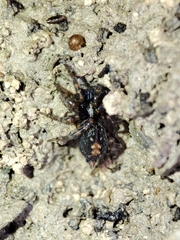 Textrix denticulata