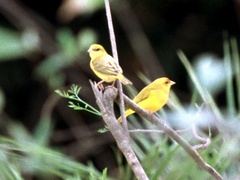 Sicalis columbiana