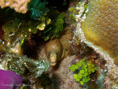 Gymnothorax miliaris