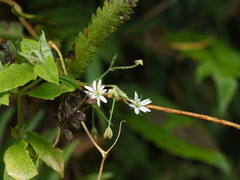 Stellaria vestita
