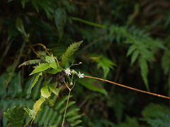 Stellaria vestita