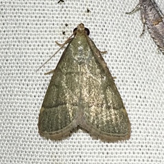 Hypsopygia nostralis