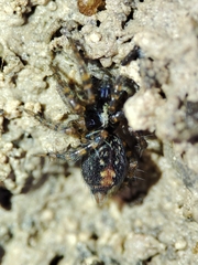 Textrix denticulata
