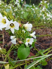 Ipomoea corymbosa