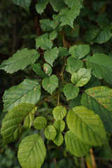 Rubus ellipticus obcordatus