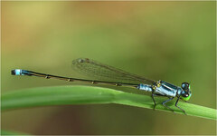 Ischnura pruinescens