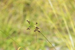 Scirpus hattorianus