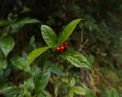 Sarcandra glabra