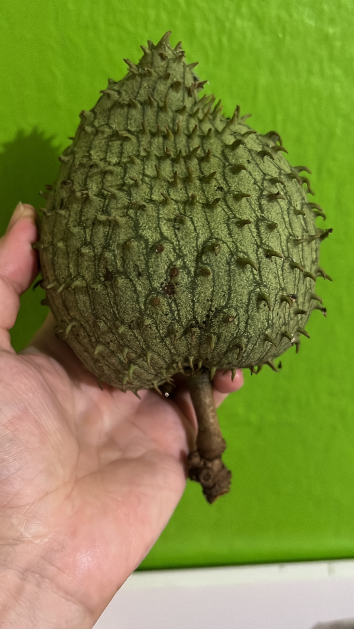 Annona muricata