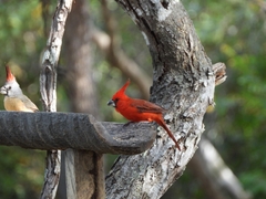 Cardinalis phoeniceus