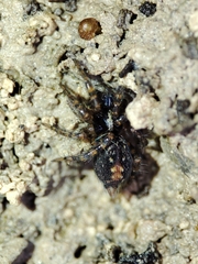 Textrix denticulata