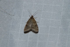 Scoparia penumbralis