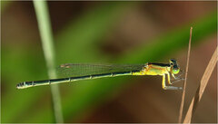 Ischnura pruinescens