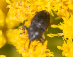 Odontocorynus salebrosus