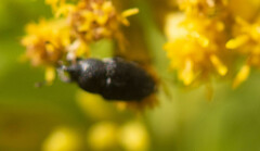 Odontocorynus salebrosus