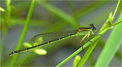 Ischnura pruinescens