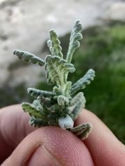 Teucrium capitatum