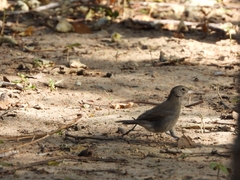 Coryphospingus pileatus