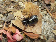 Zodariidae