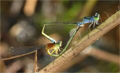 Ischnura pruinescens