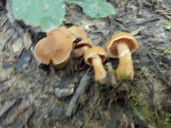 Cortinarius distans