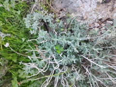 Teucrium capitatum