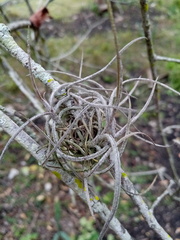 Tillandsia recurvata