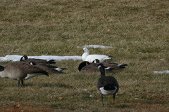 Branta canadensis