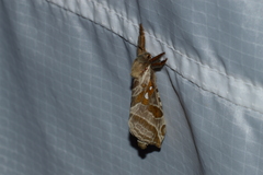 Sthenopis argenteomaculatus