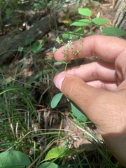 Euphorbia pubentissima