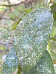 Bryoerythrophyllum columbianum