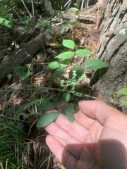 Euphorbia pubentissima