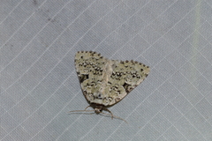 Leuconycta diphteroides