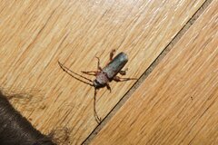 Phymatodes testaceus