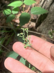 Euphorbia pubentissima