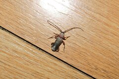 Phymatodes testaceus