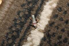 Phymatodes testaceus