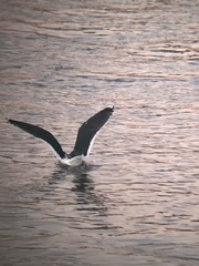 Larus marinus