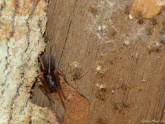 Scytodes fusca
