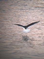 Larus marinus